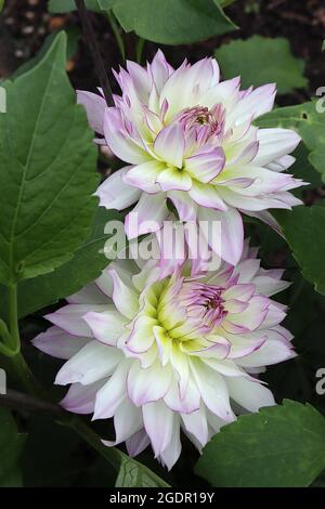 Dahlia ‘Crazy Love’ Decorative Dahlia Group 5 Weiße Blüten mit violettem Flush und umrissenen, purpurfarbenen Rändern, Juli, England, Großbritannien Stockfoto