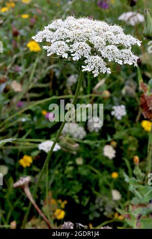 Daucus carota wilde Karotte – gewölbte Blütenköpfe mit winzigen weißen Blüten, Juli, England, Großbritannien Stockfoto