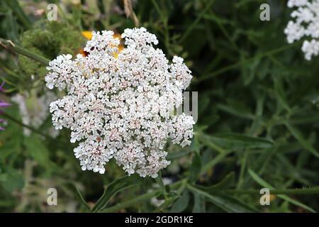 Daucus carota wilde Karotte – gewölbte Blütenköpfe mit winzigen weißen Blüten, Juli, England, Großbritannien Stockfoto