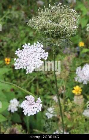 Daucus carota wilde Karotte – gewölbte Blütenköpfe mit winzigen weißen Blüten, Juli, England, Großbritannien Stockfoto