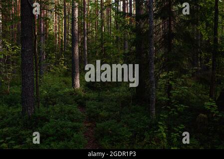 Waldlandschaften vor der Dämmerung. Die Dunkelheit sammelt sich bereits, aber das schwache Licht der untergehenden Sonne erhellt noch immer das Laub. Stockfoto