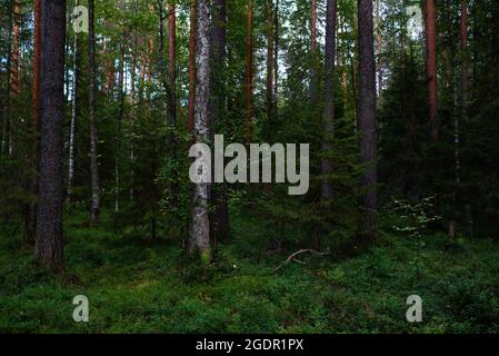 Waldlandschaften vor der Dämmerung. Die Dunkelheit sammelt sich bereits, aber das schwache Licht der untergehenden Sonne erhellt noch immer das Laub. Stockfoto