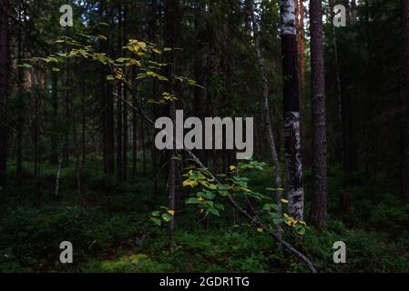 Waldlandschaften vor der Dämmerung. Die Dunkelheit sammelt sich bereits, aber das schwache Licht der untergehenden Sonne erhellt noch immer das Laub. Stockfoto