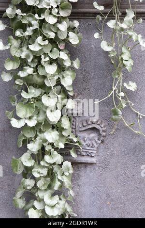 Dichondra argentea ‘Silver Falls’ Silver Nickel Vine Silver Falls – nierenförmige, silbergrüne Blätter an schleichenden Stielen, Juli, England, Großbritannien Stockfoto