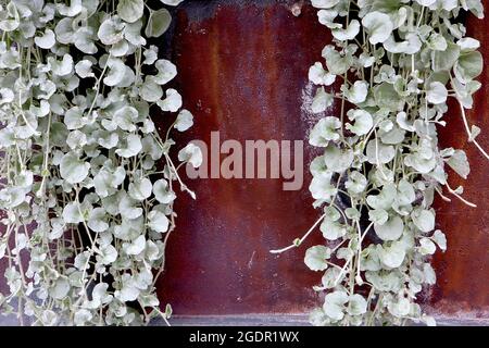 Dichondra argentea ‘Silver Falls’ Silver Nickel Vine Silver Falls – nierenförmige, silbergrüne Blätter an schleichenden Stielen, Juli, England, Großbritannien Stockfoto