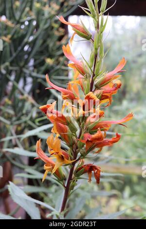 Digitalis / Isoplexis isabelliana Isabels Foxglove – offene glockenförmige dunkelorange Blüten mit orangefarbener Kehle, langer Oberlippe und ausgestellten Sepalen, Juli, Stockfoto