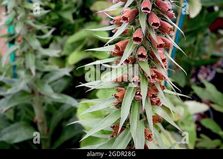 Digitalis parviflora kleinblühiger Fuchshandschuh – dichter Blütenstachel aus offenen glockenförmigen braunen orangen Blüten und lanzenförmigen Blättern, sehr dicke Stängel, Stockfoto