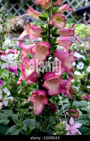 Digitalis x valinii ‘Illumination Pink’ Foxglove Illumination Pink – tiefrosa, offene glockenförmige Blüten mit cremefarbenem Hals und purpurroten Sprenkeln, Juli Stockfoto