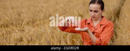 Agronom hält Reagenzglas mit Gerstenkörnern im Feld, Nahaufnahme. Getreideanbau, nach Weizenprüfung. Stockfoto