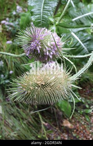 Dipsacus fullonum Fuller’s Teelöffel – eiförmige Brakte mit schlanken, röhrenförmigen Lavendelblüten, Juli, England, Großbritannien Stockfoto