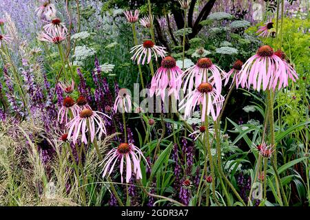 Echinacea pallida blass purpurrote Blütenblume - blass rosa Blütenblätter und kegelförmige Mitte, Juli, England, Großbritannien Stockfoto