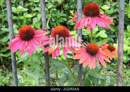 Echinacea purpurea ‘Big Sky Sundown’ Sonnenblume - tiefrosa bis orange Blütenblätter und kegelförmige Mitte, Juli, England, Großbritannien Stockfoto