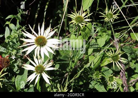 Echinacea purpurea ‘White Swan’ Coneflower White Swan – weiße Blütenblätter und kegelförmige Mitte, Juli, England, Großbritannien Stockfoto