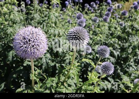 Echinops bannaticus ‘Taplow Blue’ Kugeldistel Taplow Blue - spiky mauve blue kugelförmige Blütenköpfe, Juli, England, UK Stockfoto