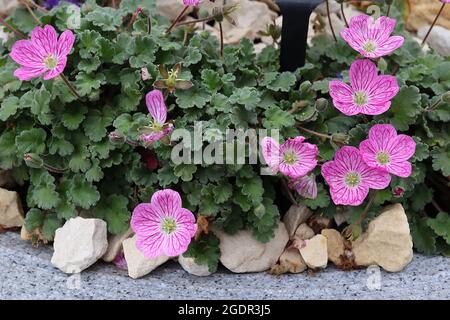 Erodium ‘Bishops Form’ Storksbill William Bishop – mittelgroße rosa Blüten mit dunkelrosa Adern, kleine eiovierte Blätter mit kellanierten Rändern, Juli, England Stockfoto