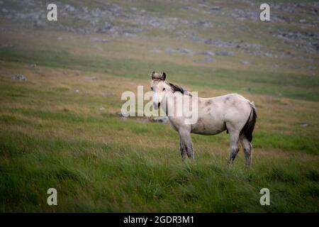 Ein wildes Pony, das den Betrachter auf einem trüben Hügel in Cornwall ansieht Stockfoto