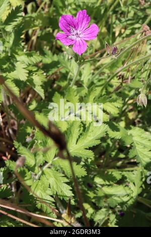 Erodium manescavi Manescau Storksbill – tiefrosa Blüten mit violetten Adern, frisch grüne, pink zerschnitzte Blätter, Juli, England, Großbritannien Stockfoto