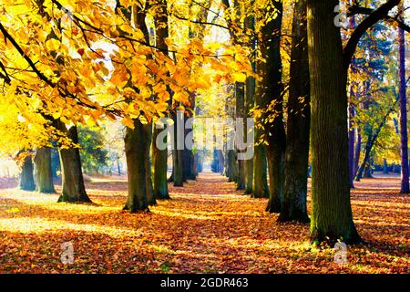 Herbst im Kurpark Turcianske Teplice in der Slowakei. Stockfoto