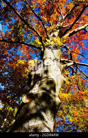 Herbst im Kurpark Turcianske Teplice in der Slowakei. Stockfoto