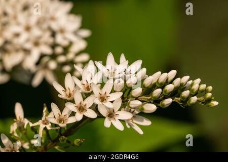 Schwanenhals Loosestrife blüht im Sommer Stockfoto