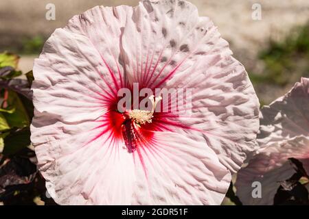 Rosenmallow Blume in Blüte im Sommer Stockfoto