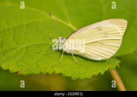 Kleiner weißer Schmetterling aus Kohl auf Blatt Stockfoto