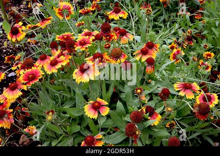 Gaillardia x grandiflora ‘Arizona Sun’ Decke Blume Arizona Sun – rote Gänseblümchen-ähnliche Blumen mit gelben Spitzen und gekräuselten Blütenblättern, Juli, England, Großbritannien Stockfoto