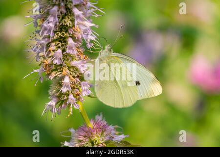 Kleine Kohlweisse, die sich an Ysop-Blumen ernährt Stockfoto