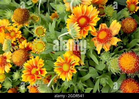 Gaillardia x grandiflora ‘Mesa Peach’ Decke Blume Mesa Peach – orange Blüten mit gelben Spitzen und gekerbten gekräuselten Blütenblättern, Juli, England, Großbritannien Stockfoto