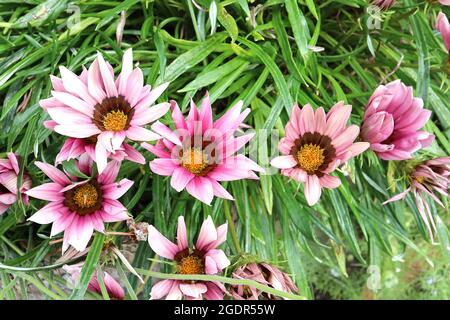 Gazania rigens ‘Daybreak Pink Shades’ Schatzblume Pink Shades – rosafarbene Schattierungen von Gänseblümchen-ähnlichen Blumen mit umgedrehten Blütenblättern und braunen Liguli, Juli, UK Stockfoto