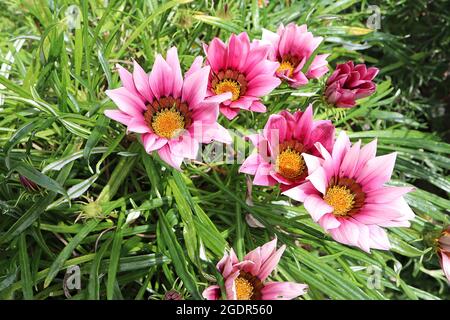 Gazania rigens ‘Daybreak Pink Shades’ Schatzblume Pink Shades – rosafarbene Schattierungen von Gänseblümchen-ähnlichen Blumen mit umgedrehten Blütenblättern und braunen Liguli, Juli, UK Stockfoto