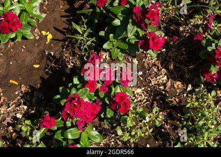 Draufsicht auf rote Sommerblumen im Garten an einem sonnigen Sommertag. Nahaufnahme und Kopierbereich Stockfoto