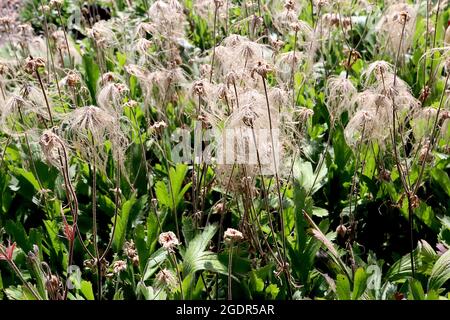 Geum trifolium Prairie Smoke – buff haars of feathery Seed heads, July, England, UK Stockfoto