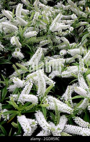 Hebe ‘White Wand’ Strauchwerk veronica White Wand - kurze Trauben aus weißen Blüten und glänzenden, lanzenförmigen Blättern, Juli, England, Großbritannien Stockfoto