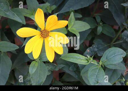 Heliopsis helianthoides Ochsenauge-Sonnenblume – goldgelbe Gänseblümchen-ähnliche Blüten mit sehr dunkelgrünen Blättern, Juli, England, Großbritannien Stockfoto