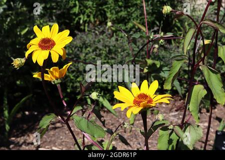 Heliopsis helianthoides var scabra ‘Sommernächte’ nordamerikanisches Ochsenauge – gelbe Gänseblümchenähnliche Blüten auf hohen, sehr dunkelvioletten Stielen, Juli, England, UK Stockfoto