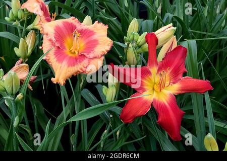 Hemerocallis / Taglilie ‘Redneck Riviera’ tiefrote Blüten, gelbe Kehle, Hemerocallis / Taglilie ‘Redneck Red’ blass orange Blüten, tiefrosa Heiligenschein Stockfoto