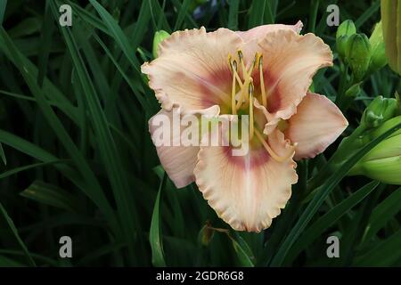 Hemerocallis ‘Roseanne’ Taglilie Roseanne – trichterförmige Aprikosenblüten mit dunkelrosa Halo, Rüschenkränzen, hellgrüner Kehle, Juli, England, VEREINIGTES KÖNIGREICH Stockfoto