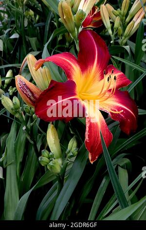 Hemerocallis ‘Ruby Spider’ Daylily Ruby Spider – trichterförmige, tiefrote Blüten mit blassgelben Mittelrippen und Kehle, Juli, England, Großbritannien Stockfoto