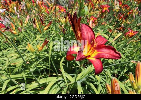 Hemerocallis ‘Stafford’ Daylily Stafford – trichterförmige, tiefrote Blüten mit gelber Mittelrippe und Kehle, Juli, England, Großbritannien Stockfoto