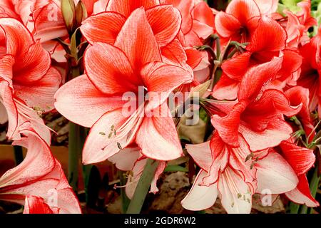 Hippeastrum ‘Charisma’ Amaryllis Charisma – große, trompetenförmige, weiße Blüten mit rot-orangen Flushes und roten Rändern, Juli, England, Großbritannien Stockfoto