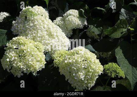 Hortensia arborescens ‘Annabelle’ Hortensia Annabelle – Kugelblütenköpfe aus weißen und hellgrünen Blüten, Juli, England, Großbritannien Stockfoto