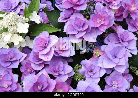 Hortensia macrophylla ‘Flame Blue’ Hortensia Flame Blue – doppelt violett blaue Blüten, Juli, England, Großbritannien Stockfoto