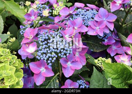 Hortensia macrophylla ‘Kardinal’ Hortensia Kardinal - violett-violette Blüten und kleine blaue Blütenknospen, Juli, England, Großbritannien Stockfoto