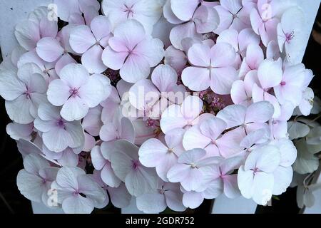 Hortensia macrophylla ‘Let’s Dance Diva’ Hortensia Let’s Dance Diva – weiße Blüten mit rosa Reflexen und hellrosa Knöpfen, kleine rosa Blüten, Juli, UK Stockfoto