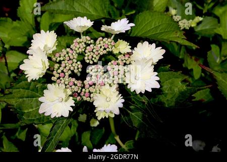 Hortensia macrophylla ssp serrata ‘Beni-gaku’ Hortensia Beni-gaku – halbdoppelte weiße und hellgelbe Blüten mit gezackten Blütenblattränden, Juli, Großbritannien Stockfoto