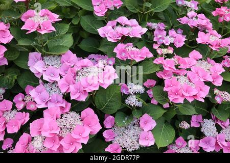 Hortensia macrophylla ‘Taube’ Hortensia Taube – mittelgroße rosa Blüten und kleine rosa Blütenknospen, Juli, England, Großbritannien Stockfoto