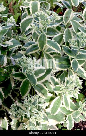 Hylotephium / Sedum spectabile ‘Autumn Charm’ flache Trauben aus winzigen cremefarbenen Blütenknospen auf fleischigen graugrünen Blättern mit cremefarbenen Rändern, Juli, Großbritannien Stockfoto