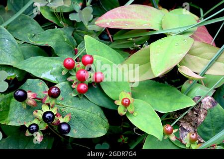 Hypericum androsaemum tutsan – rote und schwarze Beeren (Früchte) und hellgrüne Blätter mit roten Einfärbeungen, Juli, England, Großbritannien Stockfoto