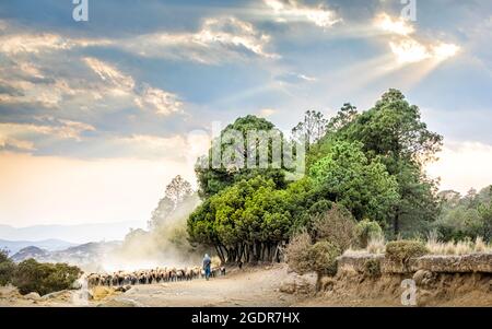 Ziegenhirten am Ende des Tages in der Nähe von Atzitzintla, Puebla, Mexiko. Stockfoto